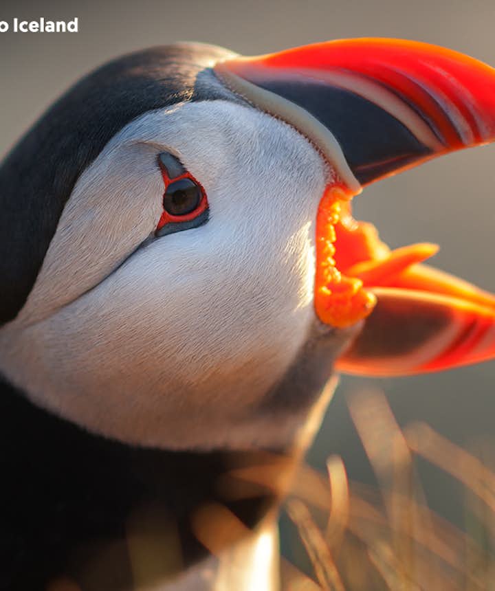 Puffins draw many guests to Iceland.