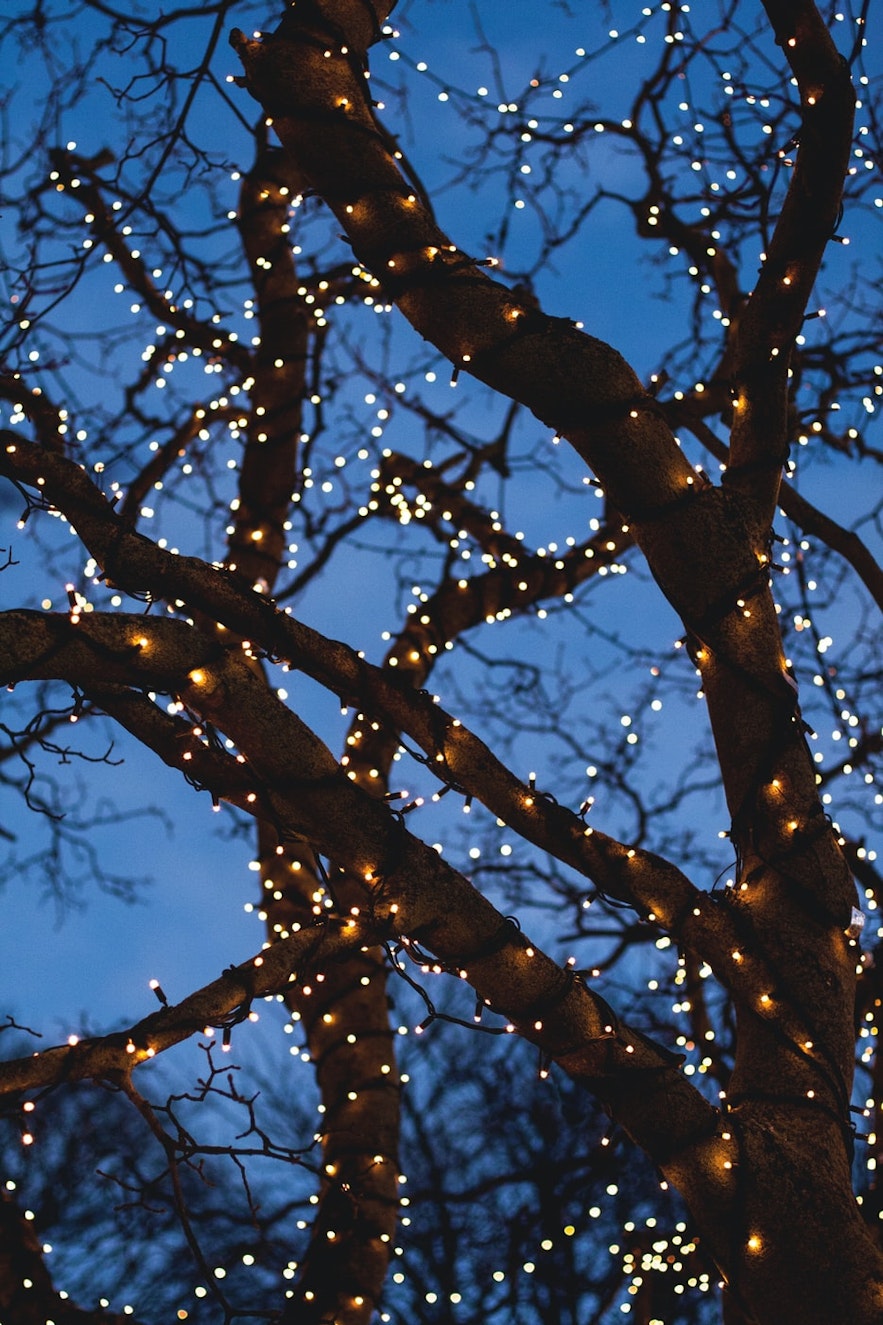 Trees wrapped in holiday lights at dusk