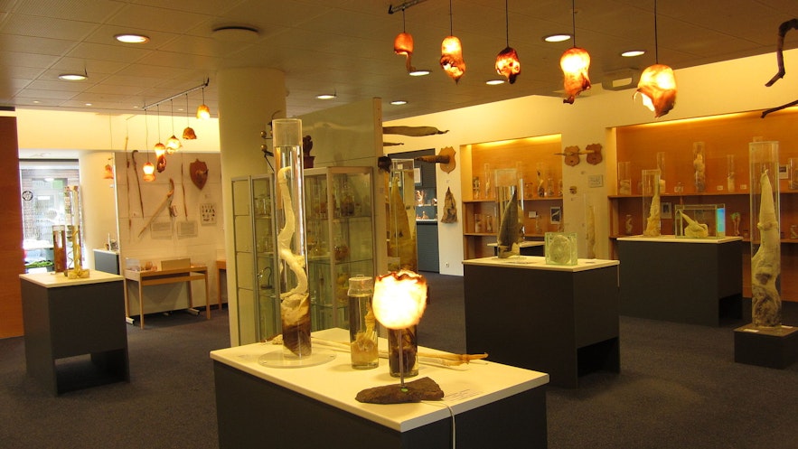 Iceland's Phallological Museum is an example of the country's comfort with nudity.
