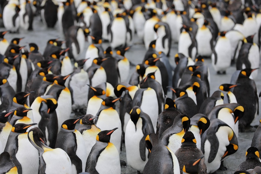 Pinguine leben Tausende von Kilometern im Süden.