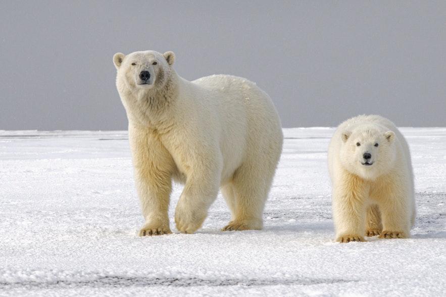 A polar bear and her cub.
