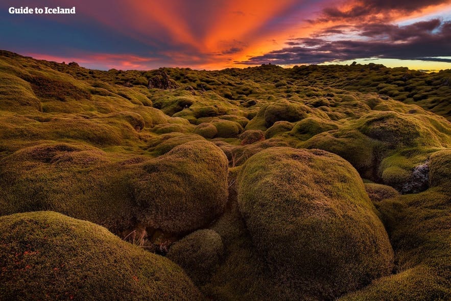 This moss covers much of the landmass of Iceland
