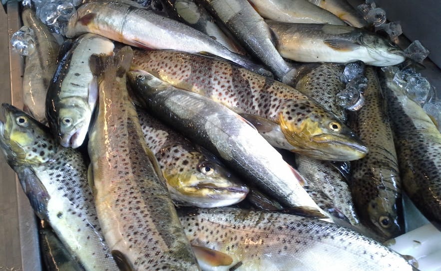 Trout caught in summer.