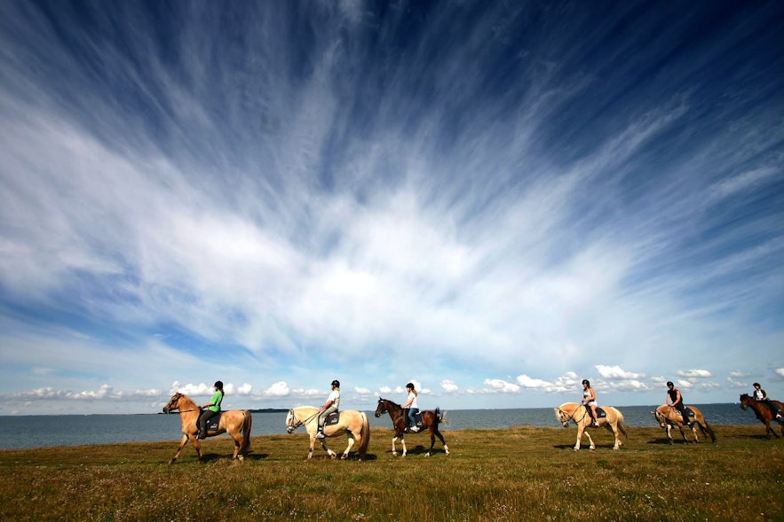 A row of Icelandic horses.