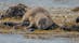 Una foca descansando en Ytri Tunga