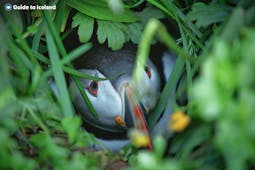 Puffins can be found around Iceland, including by Grenivik.