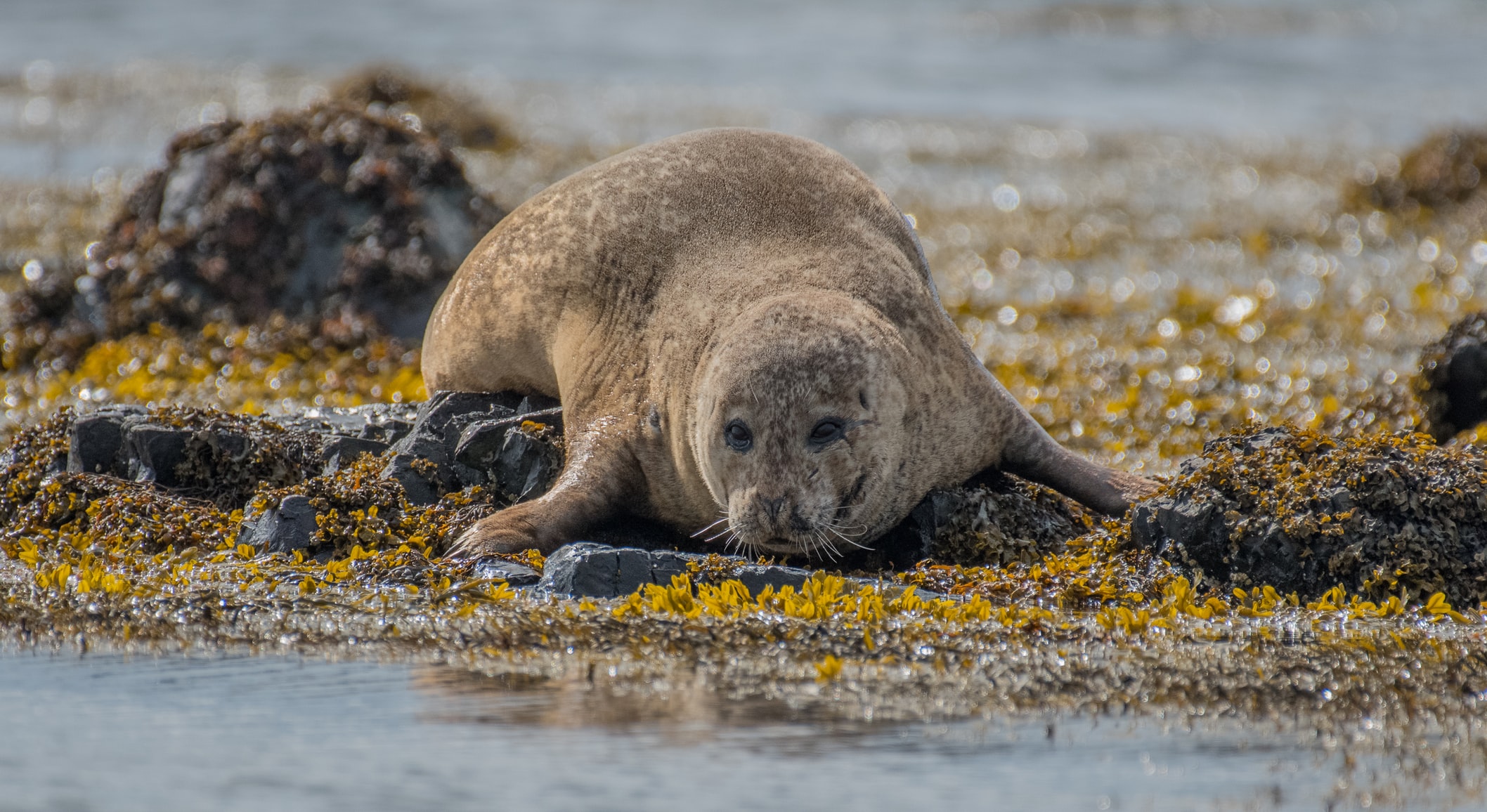 冰岛北部的华姆斯唐吉小镇是世界上观赏海豹的最佳地点之一