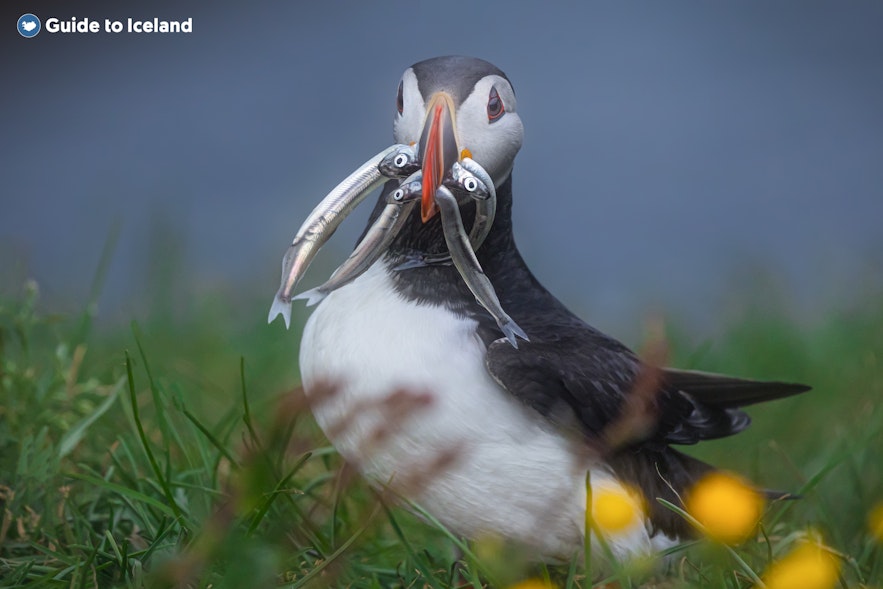 A puffin stands on the Westman Islands.