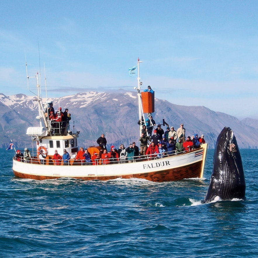 冰岛胡萨维克观鲸成功率极高