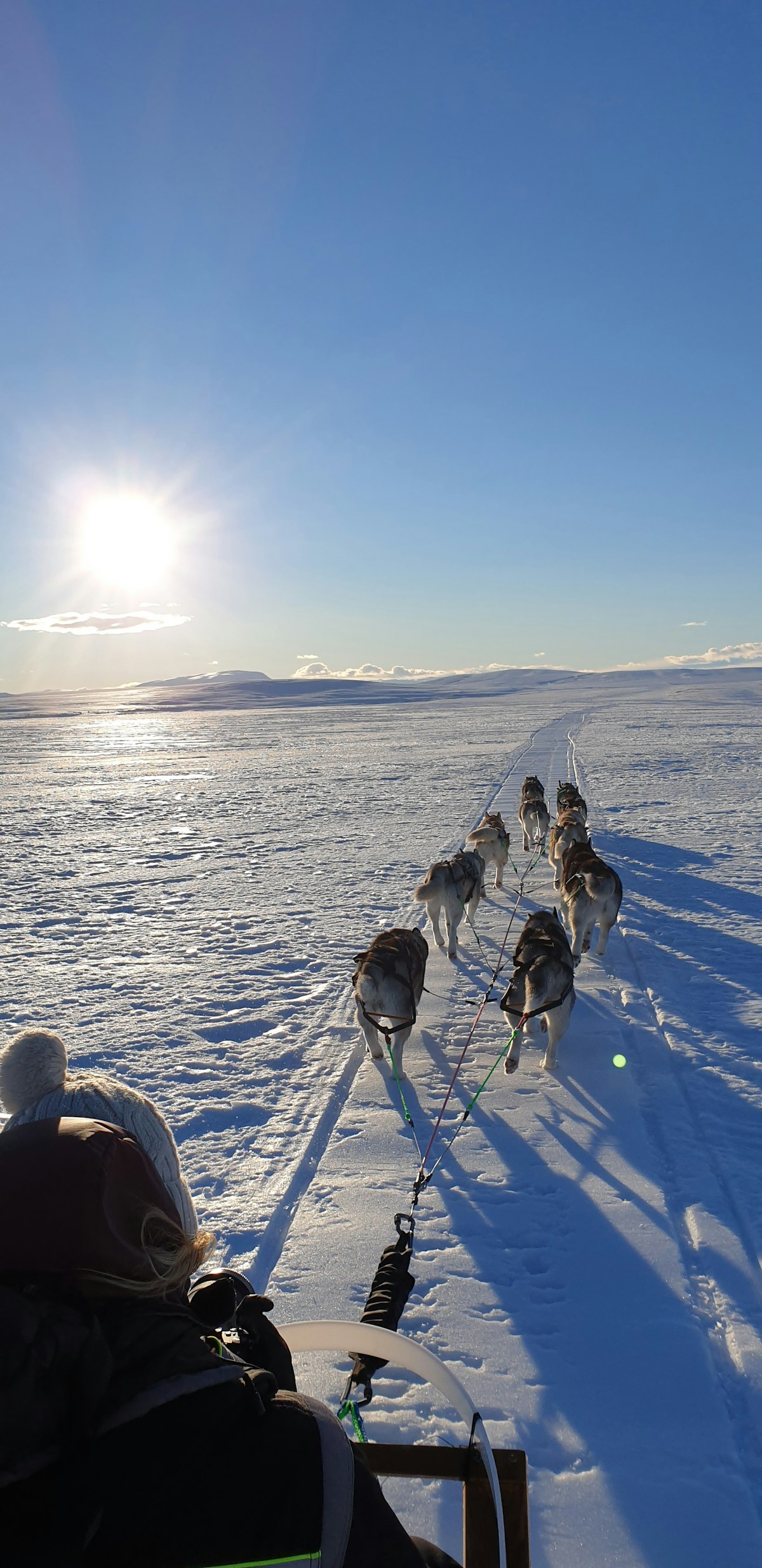 Incredible 2 Hour Siberian Husky Dog Sled Sightseeing Tour By The 