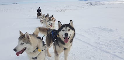 シベリアンハスキーがひく犬ぞり体験2時間・ミーヴァトン湖周辺