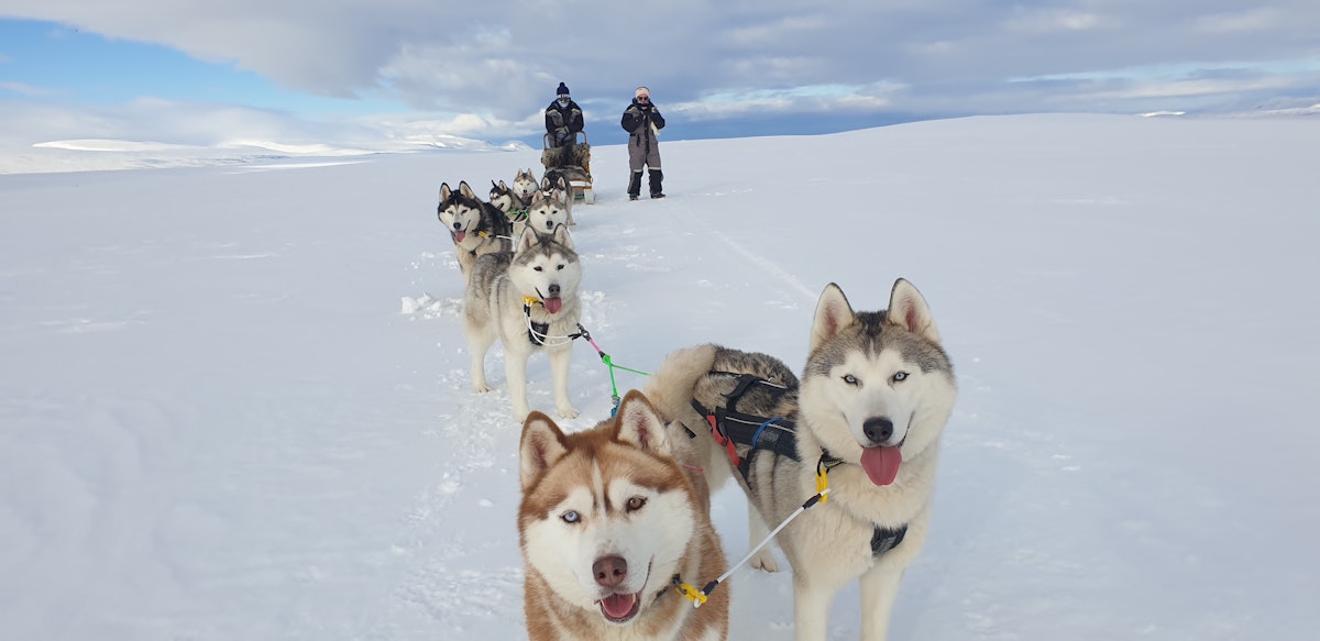 Incredible 2 Hour Siberian Husky Dog Sled Sightseeing Tour by the ...