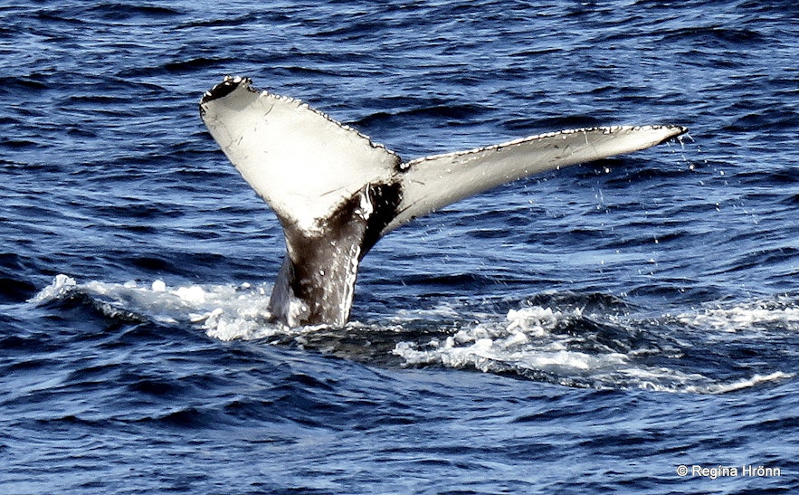 Whales fluking in Eyjafjörður fjord N-Iceland