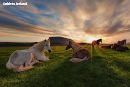 Horses relax in Iceland's Fljotshlid district.