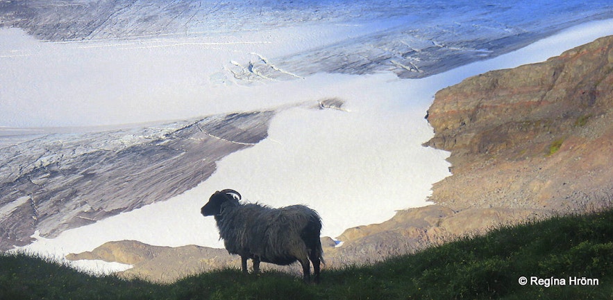 A leader-ewe by Drangajökull glacier