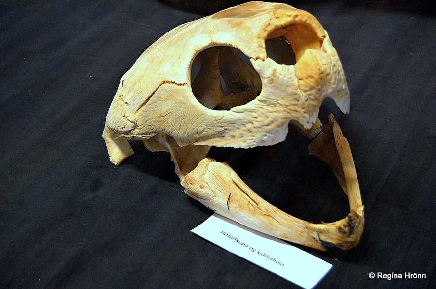 A skull of a sea turtle in Iceland