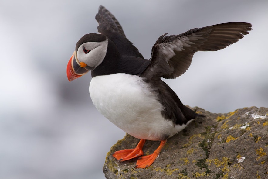 Puffins take off at once if they see another fleeing something