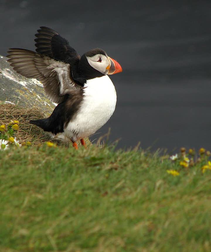 A puffin at Dyrholaey.