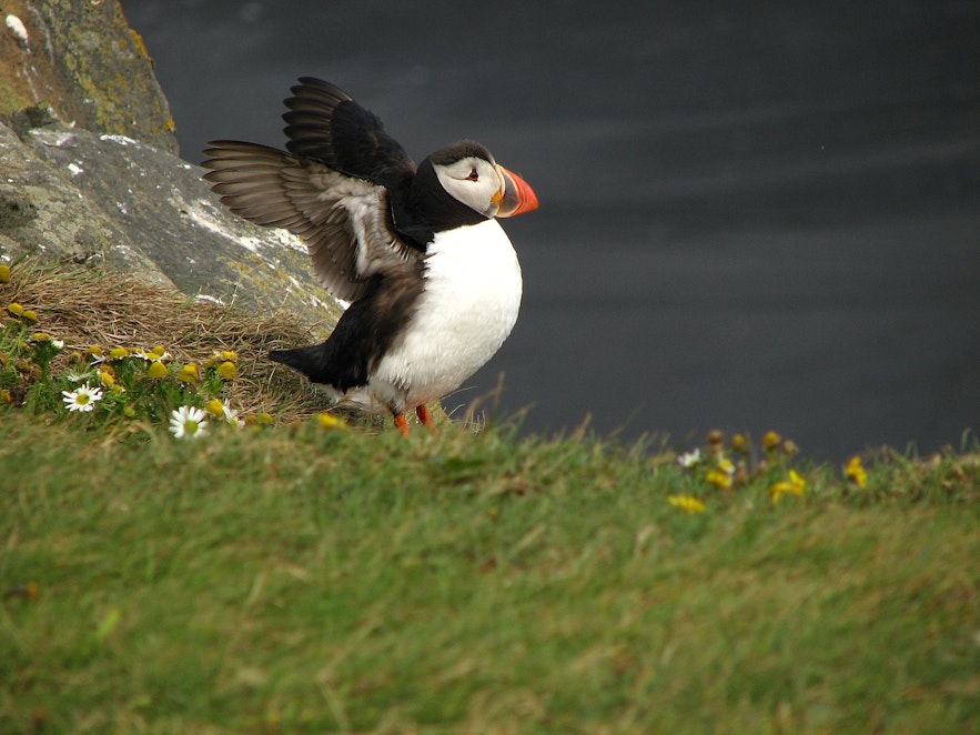 A puffin at Dyrholaey.