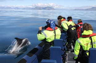 2-godzinna wycieczka na wieloryby łodzią motorową RIB z Reykjaviku.