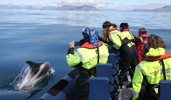 Thrilling 2 Hour Whale Watching Tour on a RIB Speedboat from Reykjavik