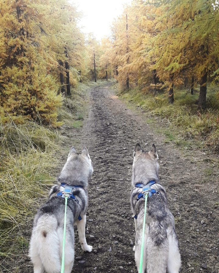 siberian husky hiking