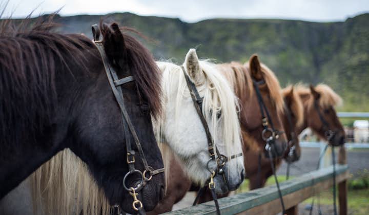 Horses line up in Iceland.