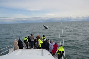 Whale Watching Luxury Yacht Cruise