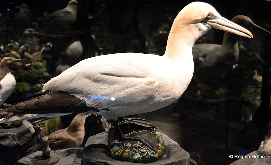 The Sigurgeir's Bird Museum at Mývatn - Breeding Birds in Iceland