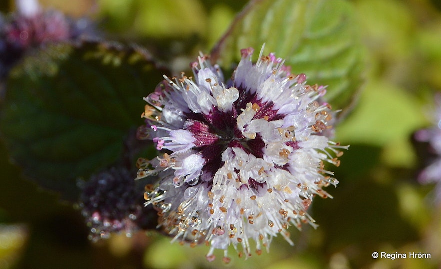 Vatnamynta, Mentha aquatica - a rare flower in Iceland