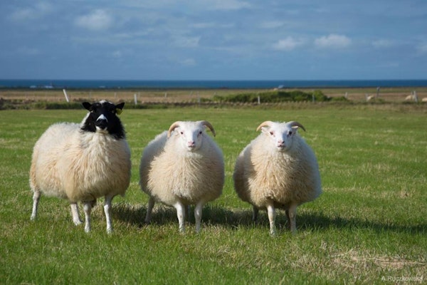 Hotel Burfell is on a sheep farm.