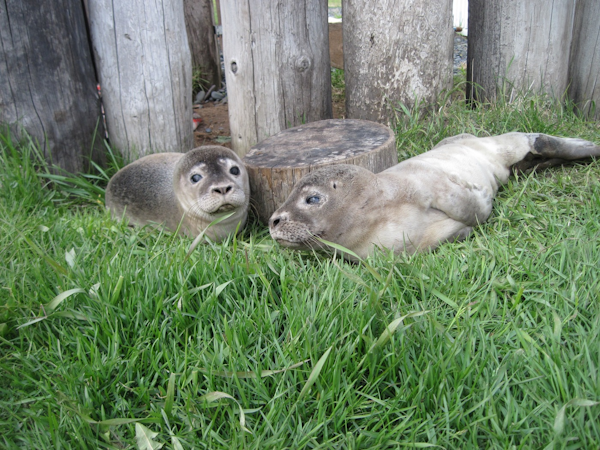 Husey HI Hostel is a great place from which to seek seals.