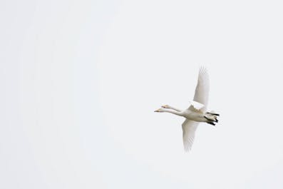 A seabird flies through the air over Hornstrandir.