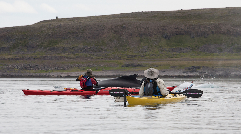 A whale appears before kayakers in Iceland.