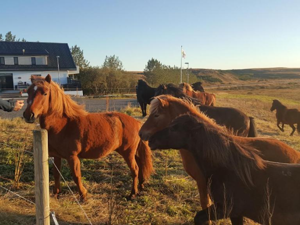 Bitra Guesthouse is near to a field with Icelandic horses.