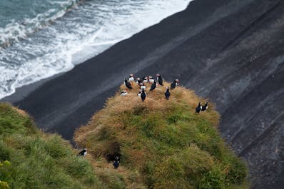 The Dyrholaey rock arc is a natural habitat of the Atlantic puffins.