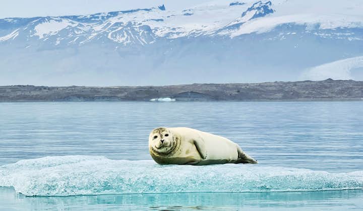 Una foca si spiaggia nella laguna glaciale di Jokulsarlon.
