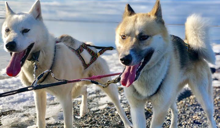 Dry-land sled dogs running through Iceland's landscapes.