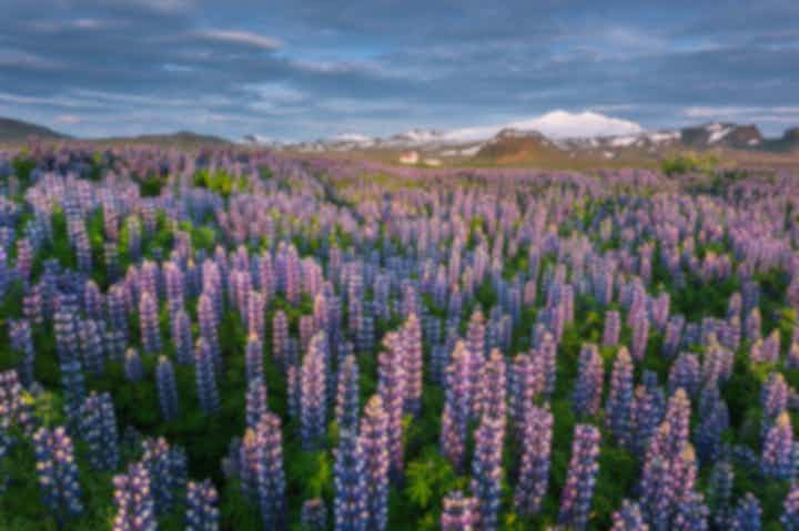 Bedste ture i juli på Island