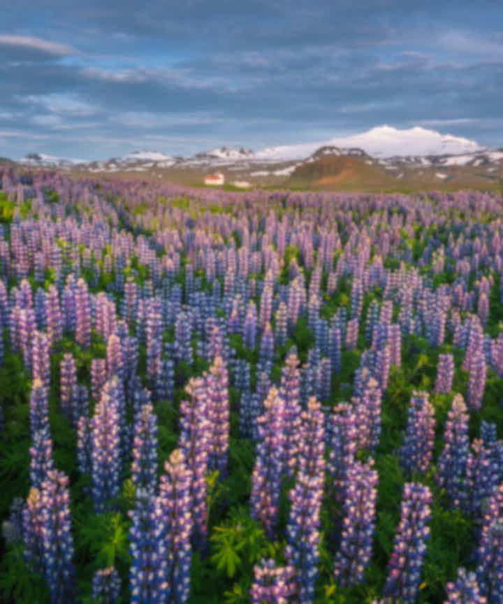 Reizen in juli in IJsland