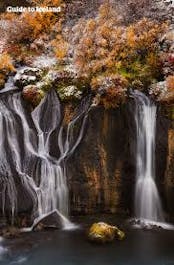 Hraunfossar pours from birch forests in Iceland in autumn.