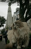One of Reykjavik's resident cats in front of Hallgrimskirkja church