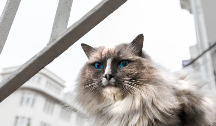 Gaze into the mesmerizing sapphire eyes of this stunning feline.