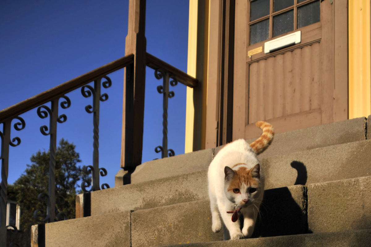 reykjavik cat tour