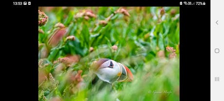 Summer travelers can see adorable puffins on the Dyrholaey cliffs, a favorite nesting site for the warmer months.