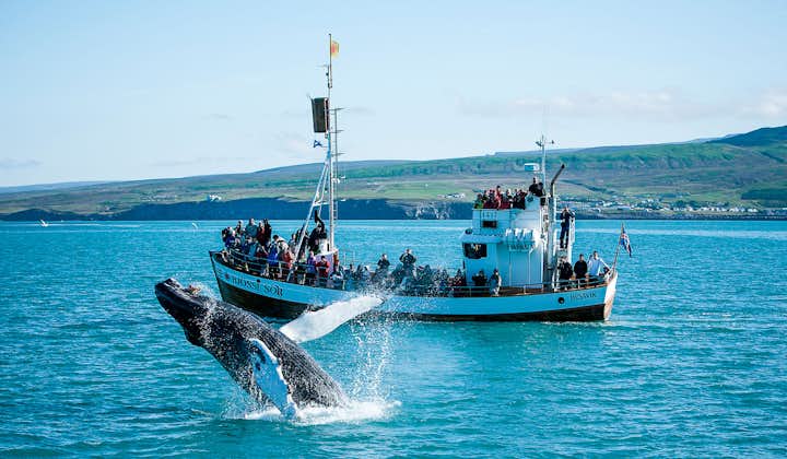 A whale jumps out of the water in front of a whale-watching tour boat