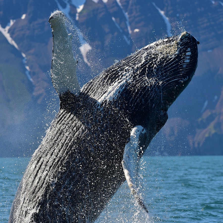A humpback whale makes an impressive splash out of the water.