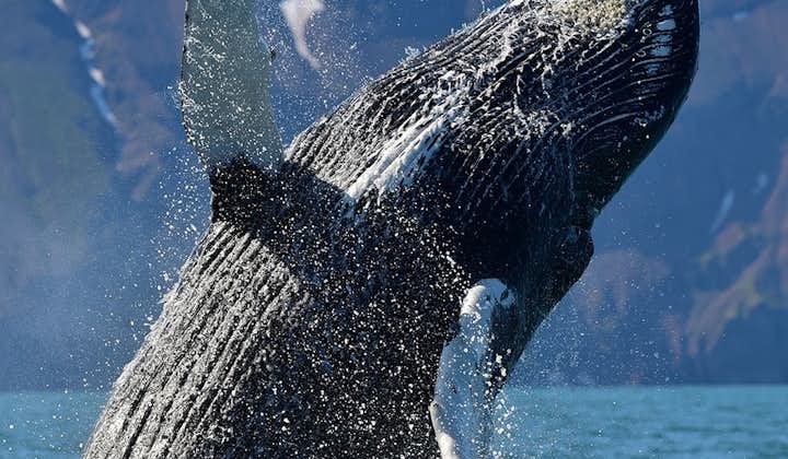 A humpback whale makes an impressive splash out of the water.