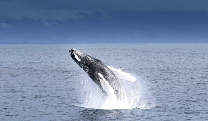 A whale leaps up from the water and makes water spray around.
