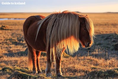 Исландская лошадь на фоне заката в Исландии.